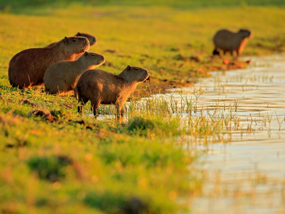 A group of capybaras standing in the grass by a riverbank in the early morning light of Pantanal, Brazil.