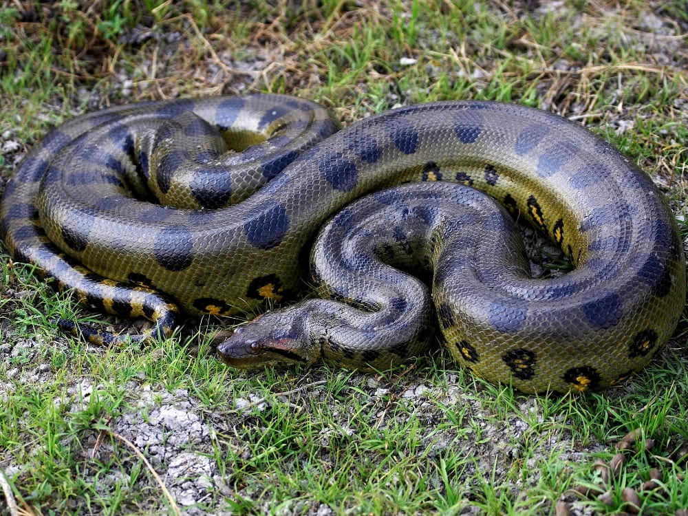 A massive green anaconda snake curled up tightly on the grass near the Amazon River.
