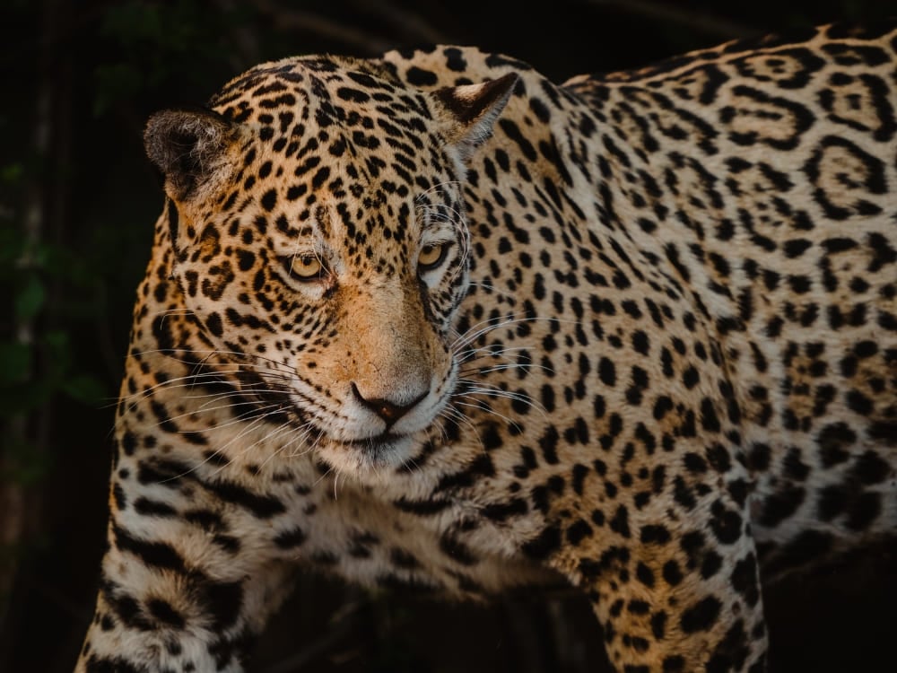 A fierce jaguar with a yellow-orange coat and black rosettes prowls in the dark.