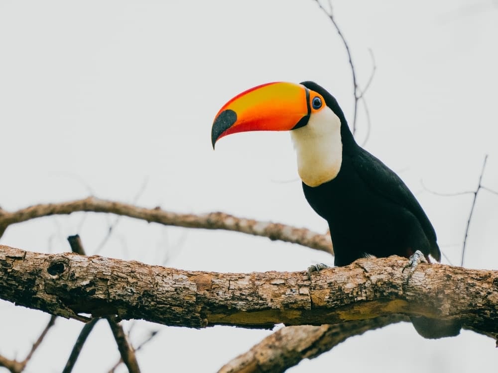 A toco toucan with black-and-white plumage and a massive vibrant orange beak rests on a thick branch.
