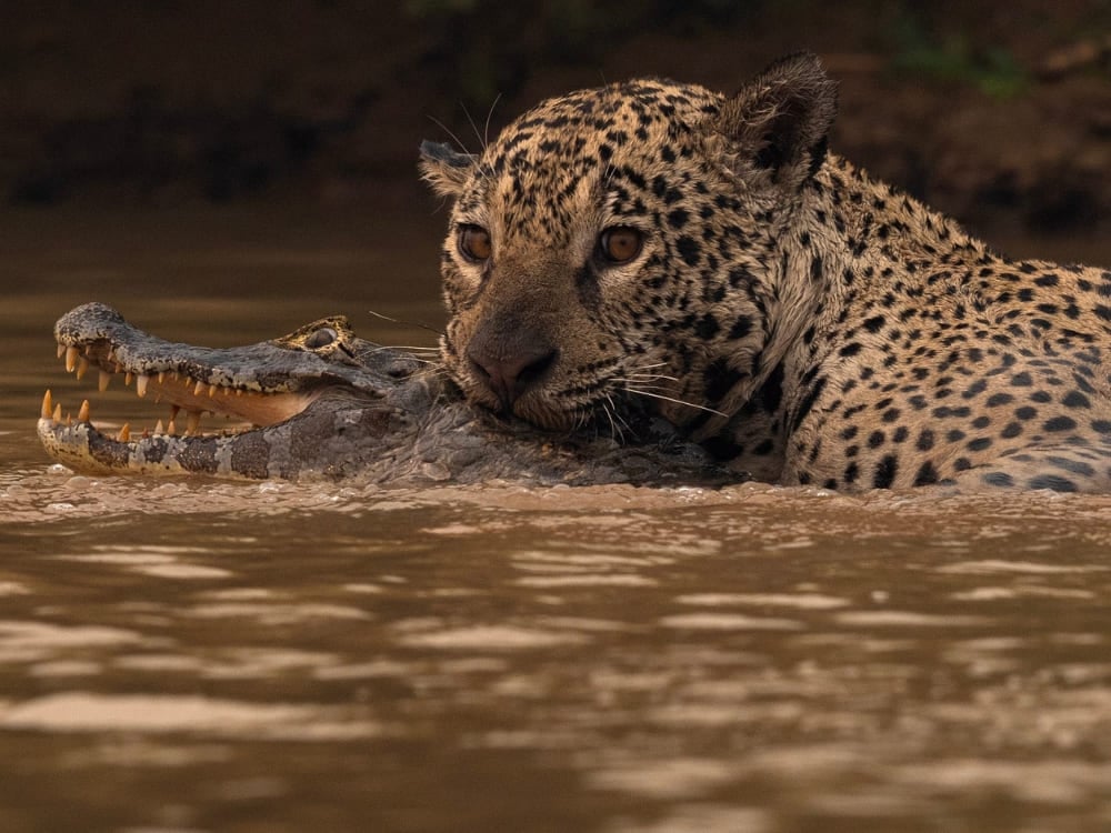 Un possente giaguaro del Pantanal nuota nell'acqua torbida stringendo tra le fauci un caimano appena catturato. Un possente giaguaro del Pantanal nuota nell'acqua torbida stringendo tra le fauci un caimano appena catturato.
