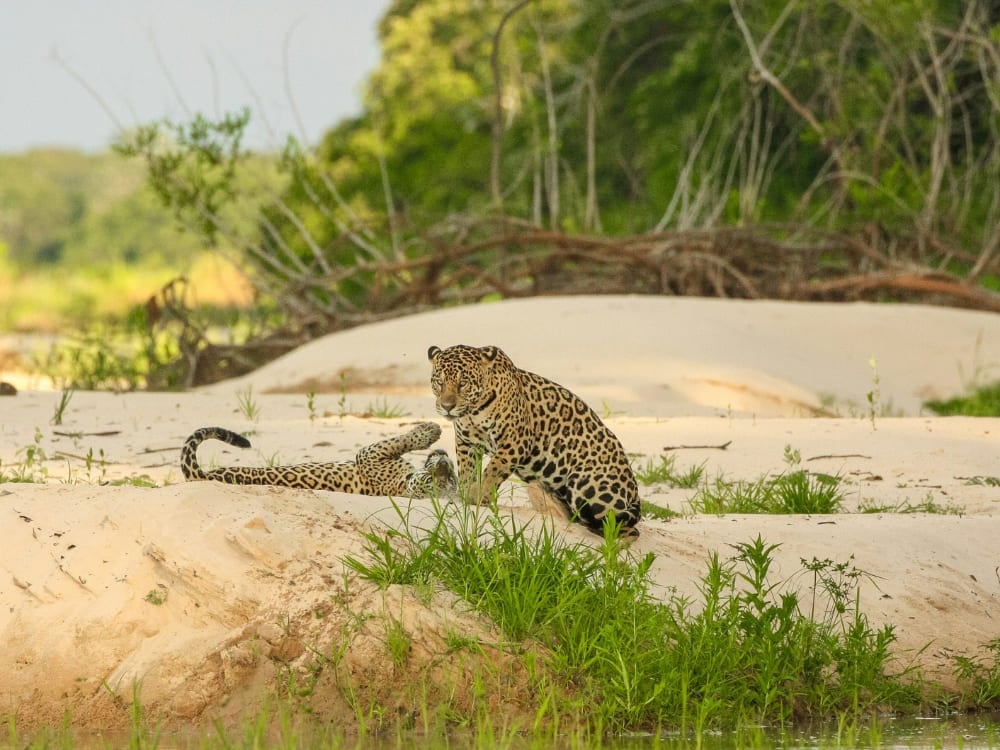 Due giaguari seduti insieme su un banco di sabbia bianca circondato da vegetazione verde, durante un safari ai giaguari nel Pantanal. Due giaguari seduti insieme su un banco di sabbia bianca circondato da vegetazione verde, durante un safari ai giaguari nel Pantanal.