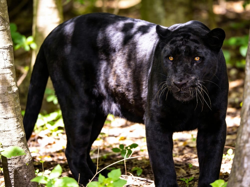 Un giaguaro melanico dal manto scuro con le rosette fantasma ben visibili, in piedi tra gli alberi di una foresta. Un giaguaro melanico dal manto scuro con le rosette fantasma ben visibili, in piedi tra gli alberi di una foresta.