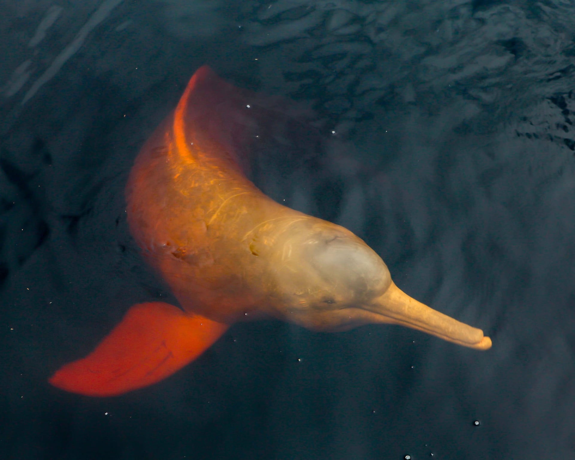 15 Amazonas-Tiere: entdecke die Tierwelt Brasiliens