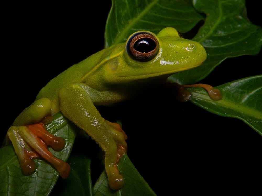 Une petite grenouille arboricole boana atlantica à la peau vert vif et aux grands yeux s'agrippe à une feuille verte, un trésor des animaux brésiliens.
