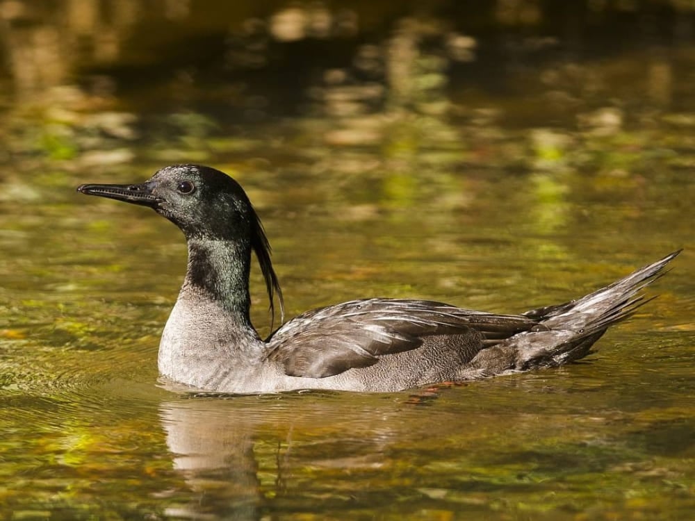 Un canard rare, le harle du Brésil, nage calmement dans une eau propre et transparente, l'un des plus rares animaux brésiliens.