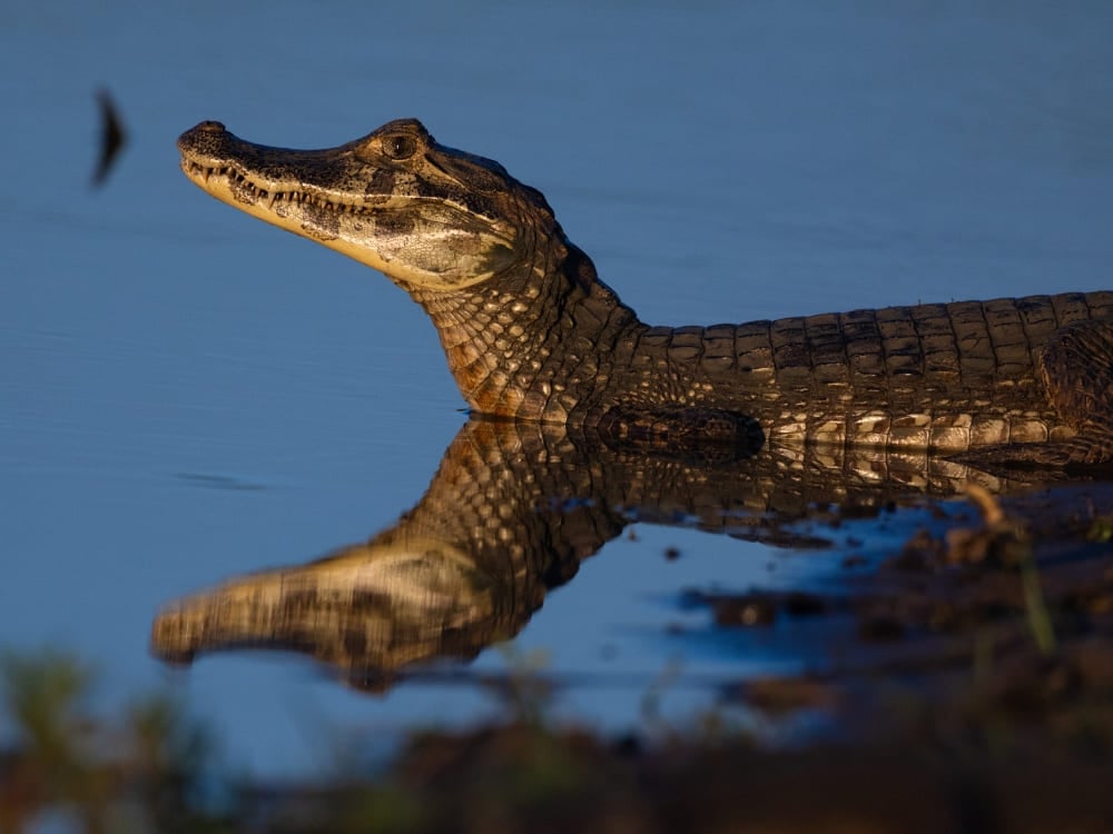 Un caïman yacare se repose dans une lagune boueuse avec la tête hors de l'eau, un exemple classique des animaux brésiliens.
