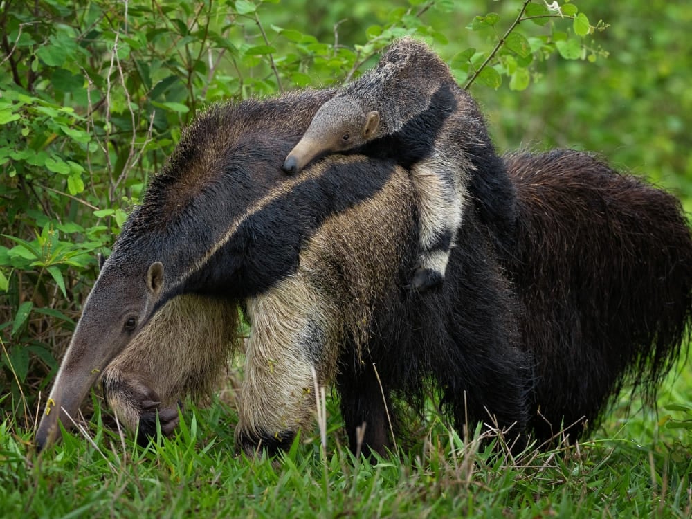 Un fourmilier géant marche dans l'herbe verte tout en portant son petit sur son dos, une vision unique de la faune du Brésil.