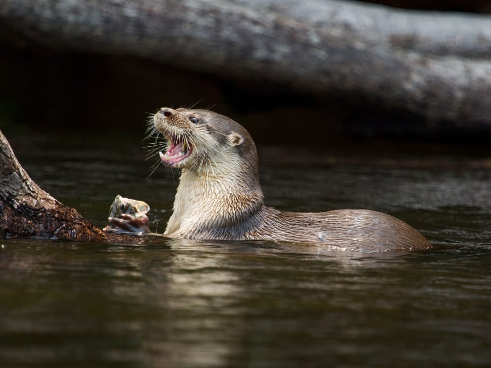 A giant otter swimming in the river with its mouth wide open while eating its prey.