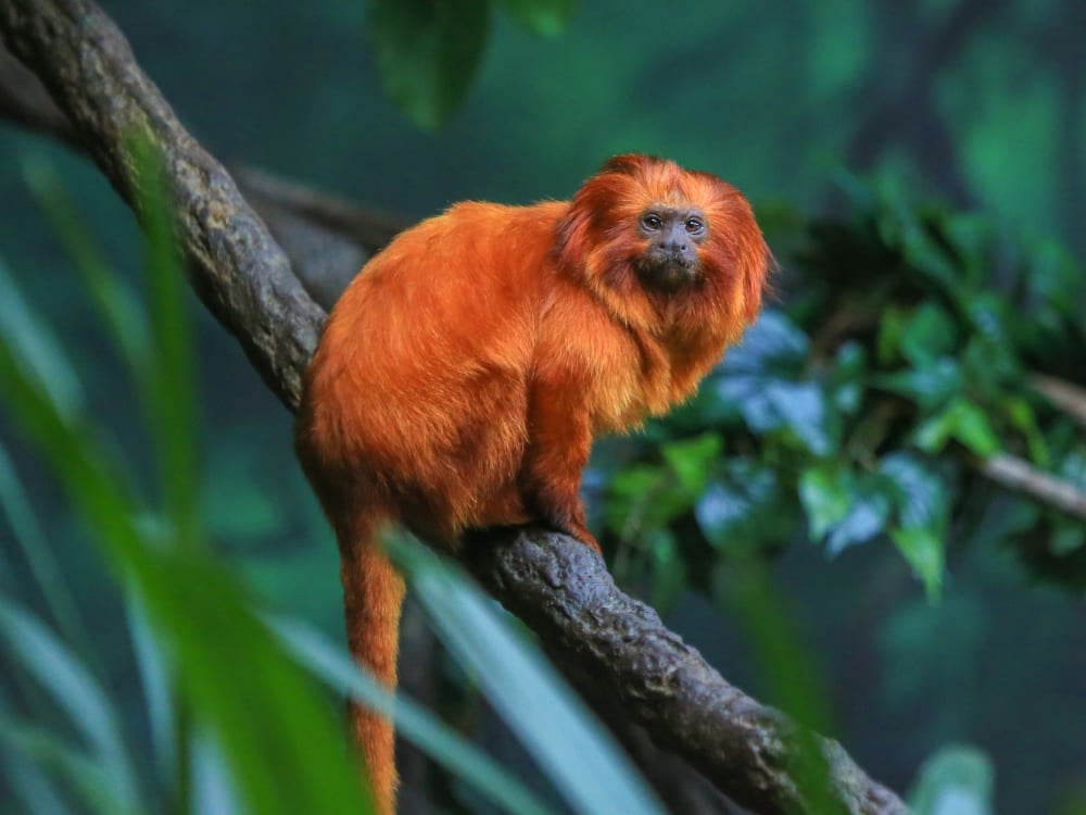 Un tamarin lion doré à la fourrure orange vif est perché sur une branche dans la forêt atlantique, représentant la faune du Brésil.