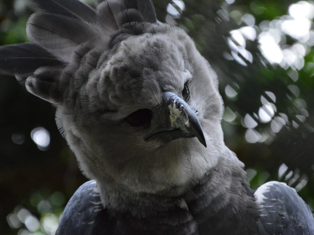 Gros plan d'une harpie féroce avec des plumes gris foncé et des plumes verticales sur la tête, l'un des plus puissants animaux du Brésil.