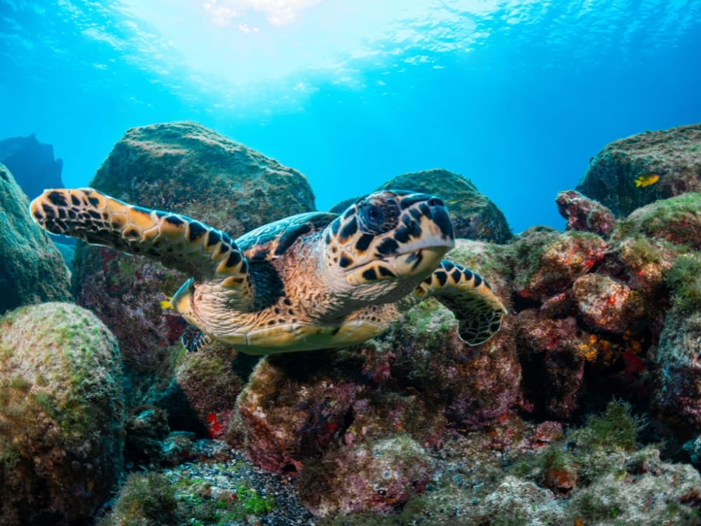 Une tortue imbriquée nage sous l'eau près d'un récif rocheux dans l'océan tropical, illustrant les animaux brésiliens aquatiques.