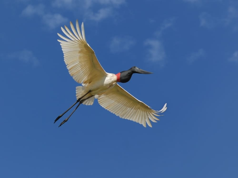 Un grand jabiru avec un corps blanc, une tête noire et un collier rouge vole dans un ciel bleu clair, illustrant la beauté des animaux du Brésil.