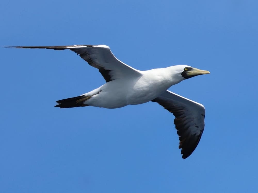 Un oiseau marin fou masqué avec des plumes blanches et un masque noir autour de son bec orange plane dans les airs, représentant les animaux du Brésil côtiers.
