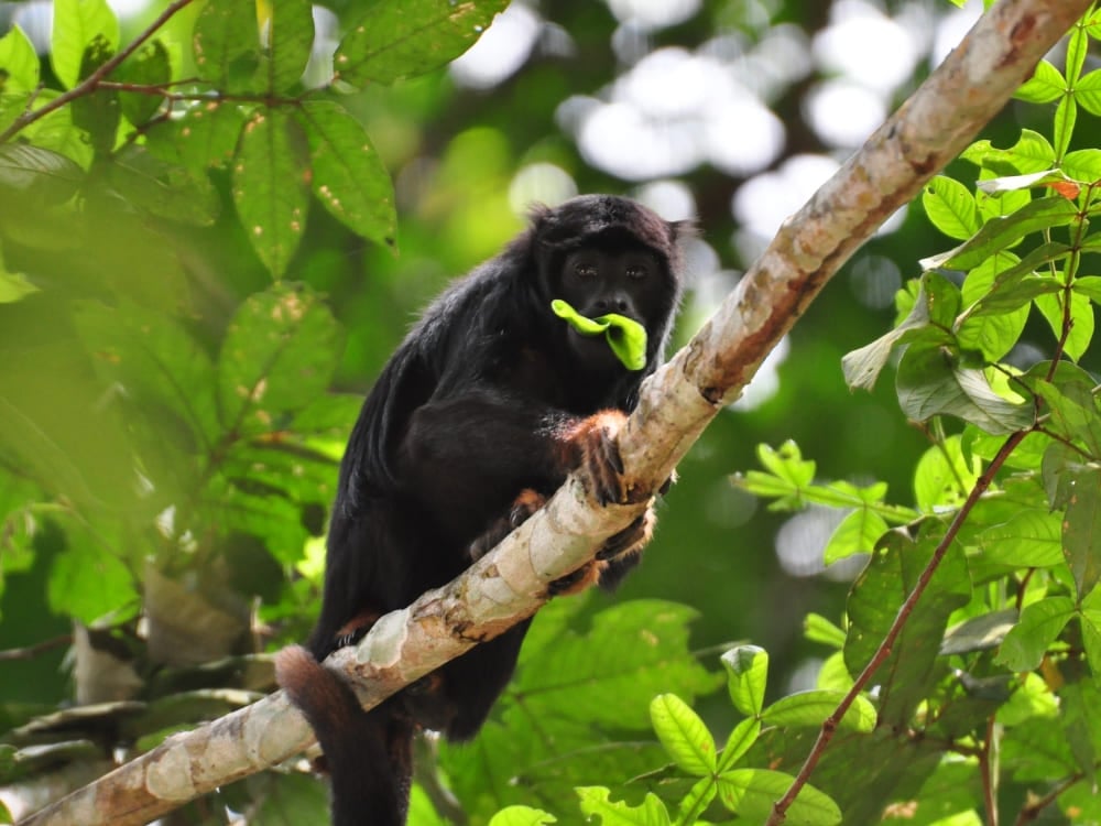 Un singe hurleur à mains rousses au pelage noir et aux mains rousses orangées tient une feuille verte, représentant la faune du Brésil.