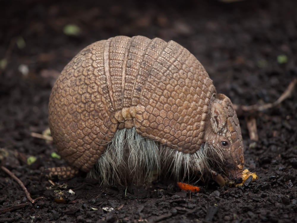 Un tatou à trois bandes avec une carapace coriace texturée cherche sa nourriture sur le sol sombre, un spécimen de la faune du Brésil.