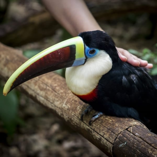 Un tucán acariciado sobre una rama en el Parque das Aves de Foz do Iguaçu, Brasil.