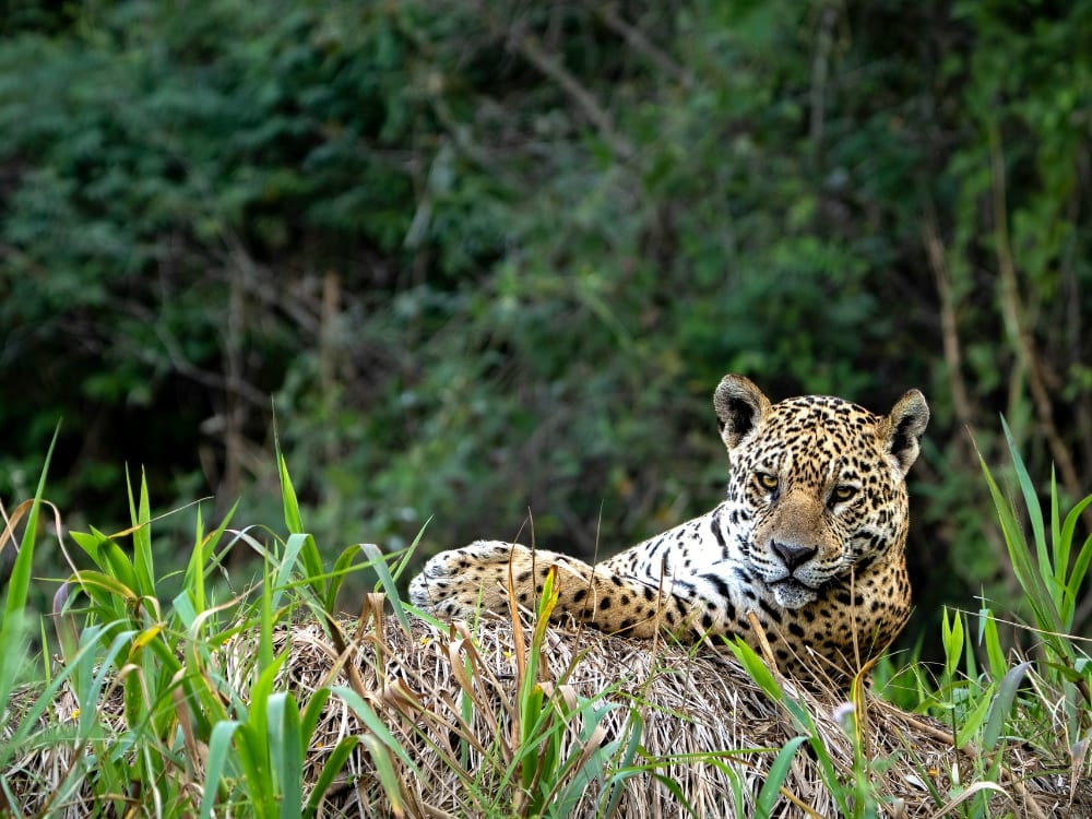 Un jaguar descansa en la orilla cubierta de pasto de un río en el Parque Nacional del Iguazú, Brasil.