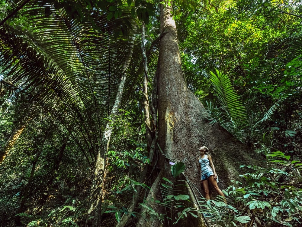 Reiziger aan de voet van een reusachtige boom met plankwortels in het Amazoneregenwoud in Brazilië