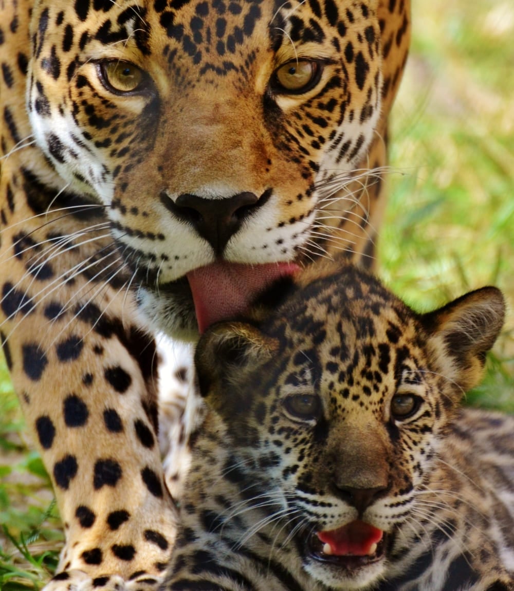 Una jaguar lame a su cachorro, en Brasil