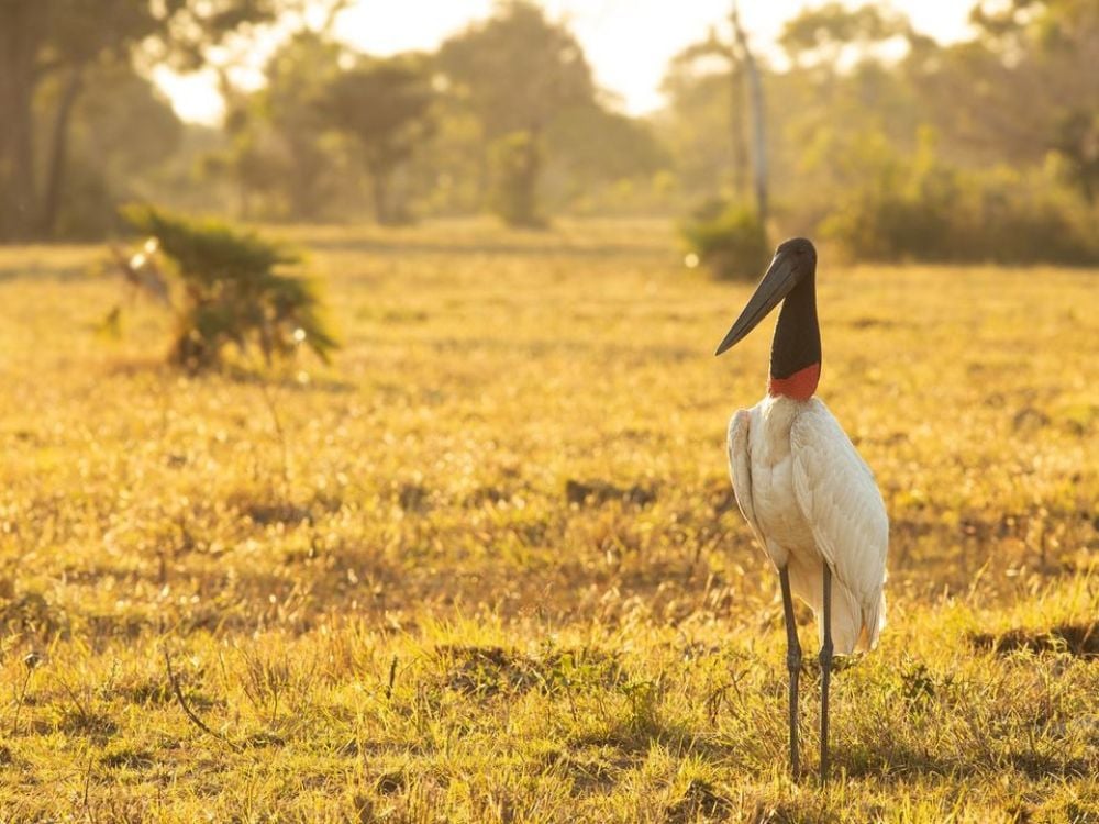 Pantanal - Le 7 migliori destinazioni di ecoturismo in Brasile da visitare nel 2024 Pantanal - Le 7 migliori destinazioni di ecoturismo in Brasile da visitare nel 2024