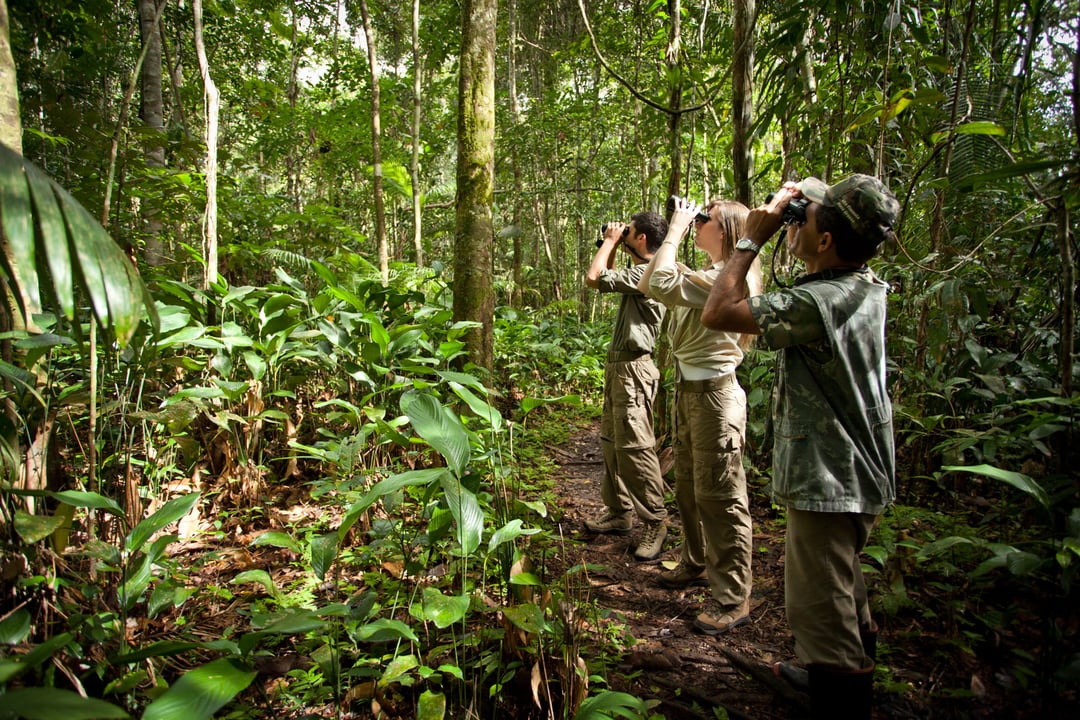 Tre turisti durante un'escursione nella foresta amazzonica osservano la fauna con il binocolo tra alberi giganteschi. Tre turisti durante un'escursione nella foresta amazzonica osservano la fauna con il binocolo tra alberi giganteschi.