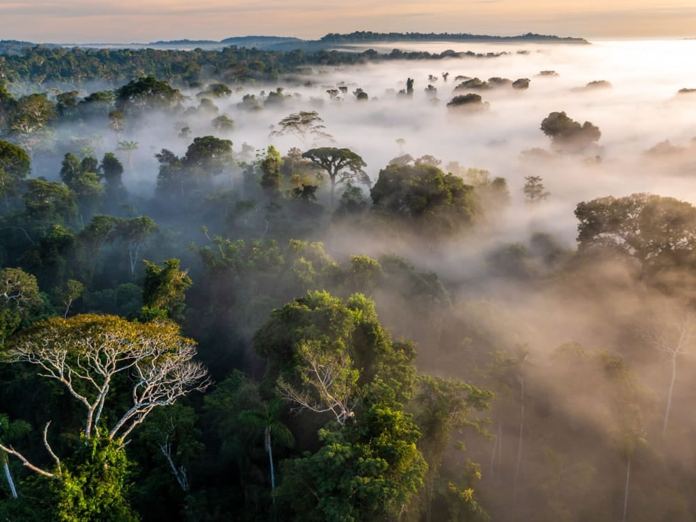 Nebbia che sale sopra la fitta volta della foresta amazzonica all'alba, a mostrare l'enorme biodiversità della giungla brasiliana. Nebbia che sale sopra la fitta volta della foresta amazzonica all'alba, a mostrare l'enorme biodiversità della giungla brasiliana.