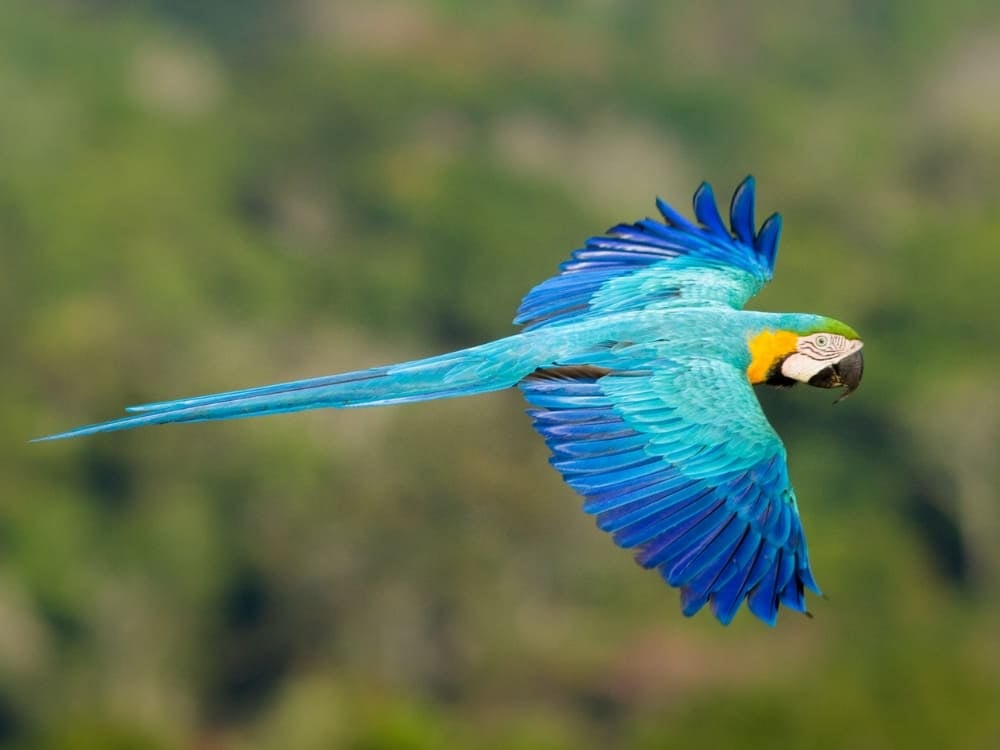 Ökotourismus im Amazonas-Regenwald - Blaue Aras Ökotourismus im Amazonas-Regenwald - Blaue Aras