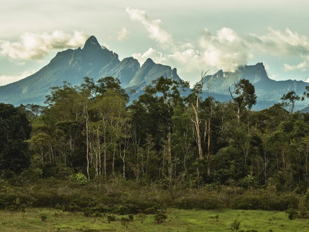 Die hoch aufragenden, zerklüfteten Gipfel des Pico da Neblina erheben sich dramatisch über dem dichten, grünen Blätterdach des Amazonas-Regenwaldes unter einem bewölkten Himmel. Die hoch aufragenden, zerklüfteten Gipfel des Pico da Neblina erheben sich dramatisch über dem dichten, grünen Blätterdach des Amazonas-Regenwaldes unter einem bewölkten Himmel.