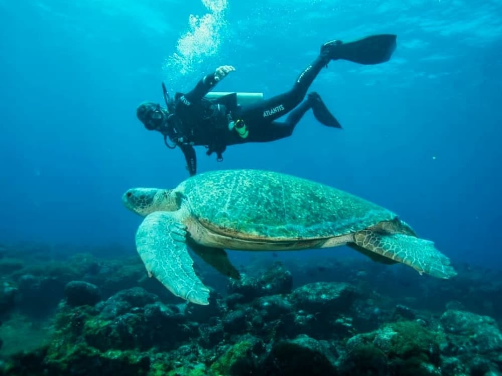 Un subacqueo osserva una grande tartaruga verde che nuota sopra un fondale roccioso, durante un'immersione a Fernando de Noronha. Un subacqueo osserva una grande tartaruga verde che nuota sopra un fondale roccioso, durante un'immersione a Fernando de Noronha.