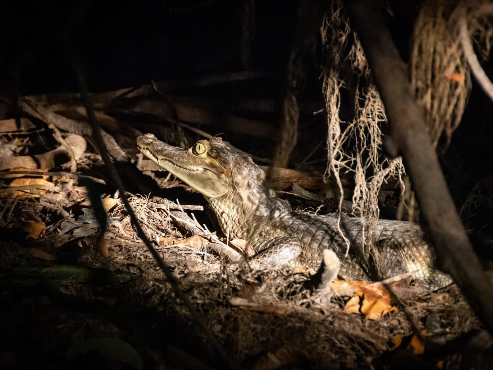 Un caimano mimetizzato riposa su una riva coperta di foglie durante un tour notturno alla ricerca della fauna in Amazzonia. Un caimano mimetizzato riposa su una riva coperta di foglie durante un tour notturno alla ricerca della fauna in Amazzonia.