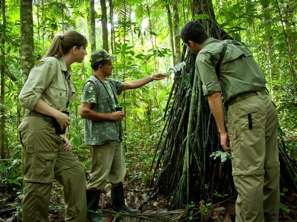 Una guida locale mostra a due turisti le radici intricate di un grande albero durante un'escursione a piedi in Amazzonia. Una guida locale mostra a due turisti le radici intricate di un grande albero durante un'escursione a piedi in Amazzonia.