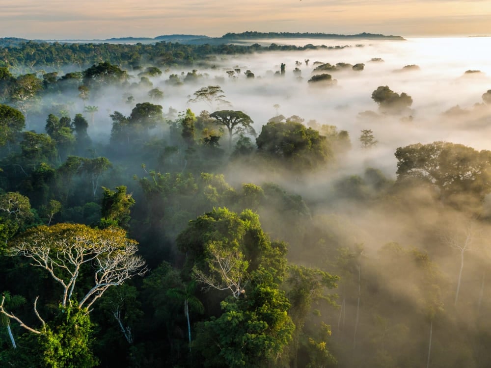 Veduta aerea della fitta volta della foresta amazzonica coperta da una spessa foschia mattutina. Veduta aerea della fitta volta della foresta amazzonica coperta da una spessa foschia mattutina.