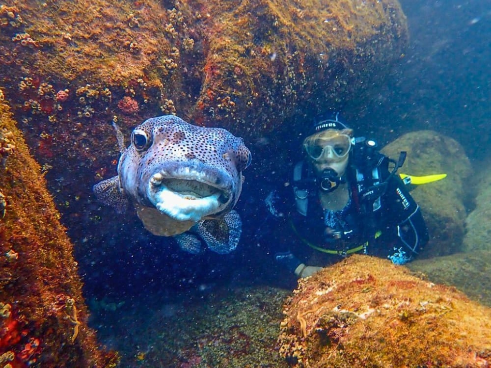 When is the Best Time to Dive in Fernando de Noronha When is the Best Time to Dive in Fernando de Noronha