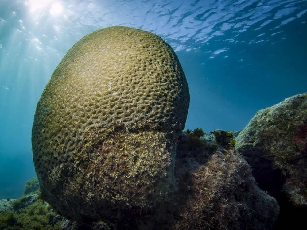 Il corallo dell'arcipelago di Abrolhos Il corallo dell'arcipelago di Abrolhos
