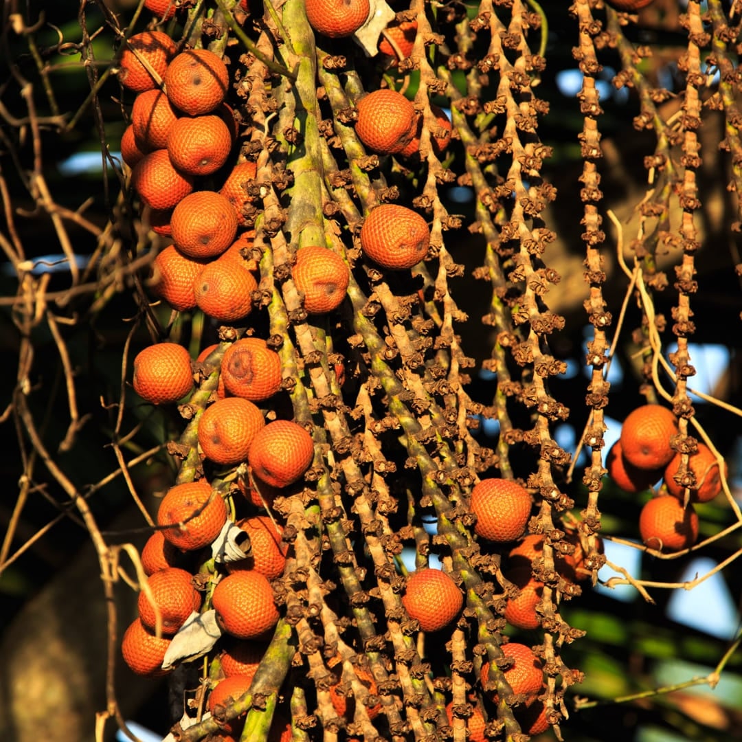 Grappoli di frutti di palma arancioni e rossi appesi a un albero, a illustrare la flora abbondante della foresta amazzonica. Grappoli di frutti di palma arancioni e rossi appesi a un albero, a illustrare la flora abbondante della foresta amazzonica.