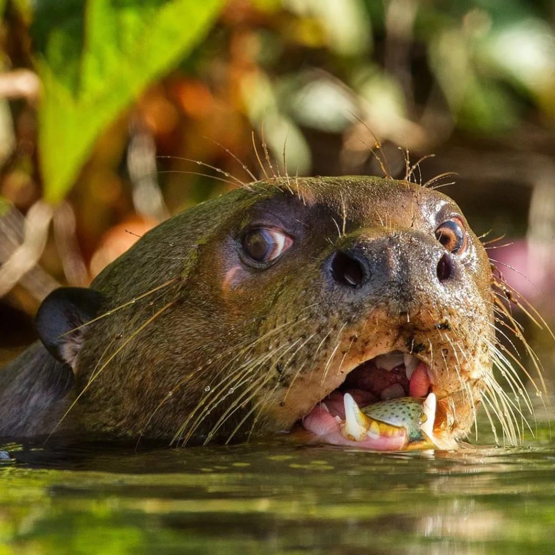 Una lontra gigante, simbolo della fauna amazzonica, che nuota mentre mangia un pesce. Una lontra gigante, simbolo della fauna amazzonica, che nuota mentre mangia un pesce.