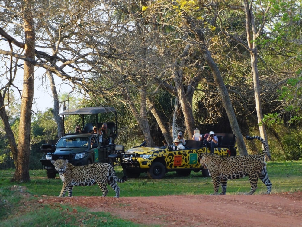 Safari immersivi nel Pantanal Safari immersivi nel Pantanal