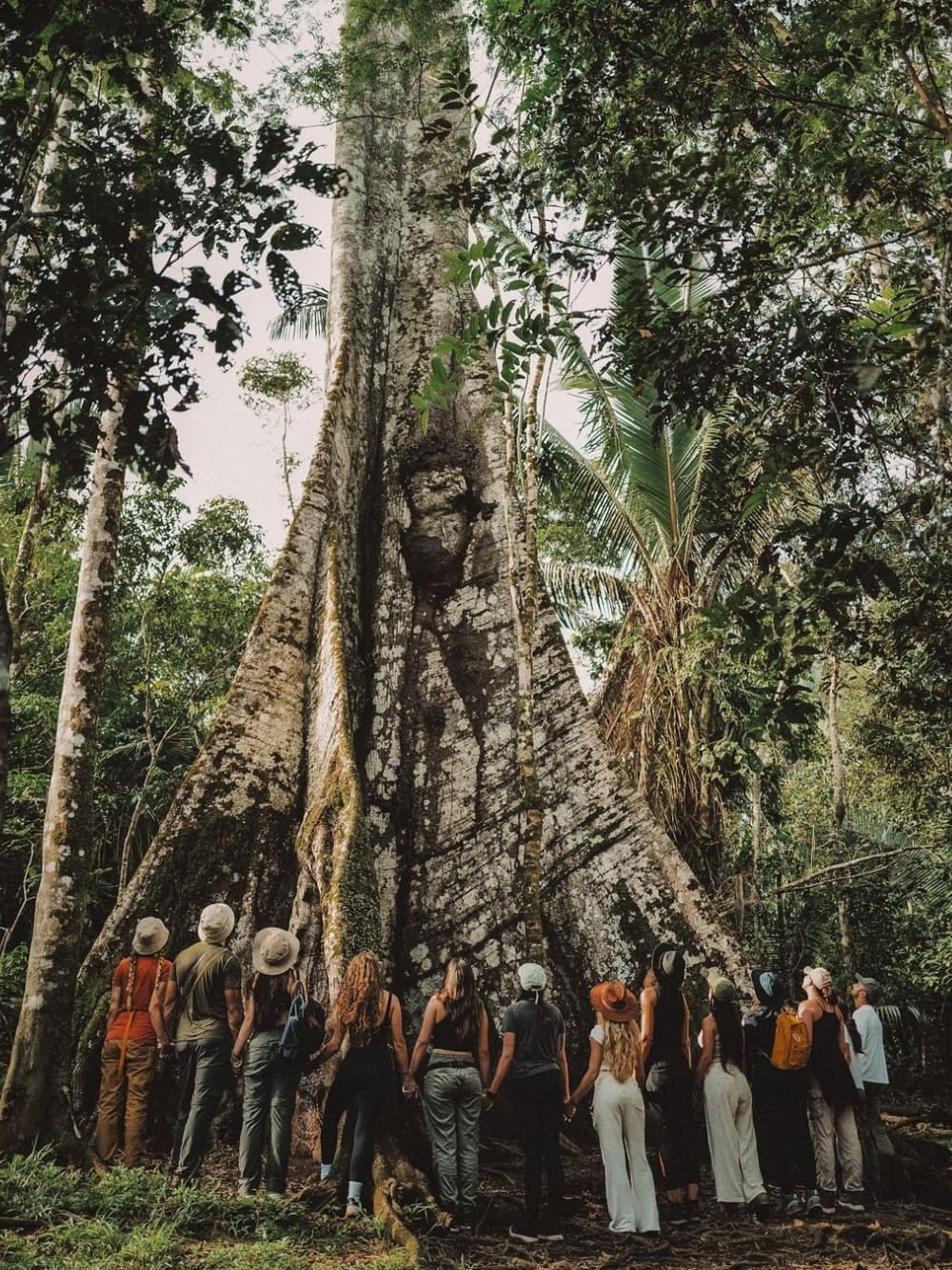 Un folto gruppo di turisti che si tiene per mano per circondare il tronco enorme di una sumaúma, conosciuta come la Regina dell'Amazzonia. Un folto gruppo di turisti che si tiene per mano per circondare il tronco enorme di una sumaúma, conosciuta come la Regina dell'Amazzonia.