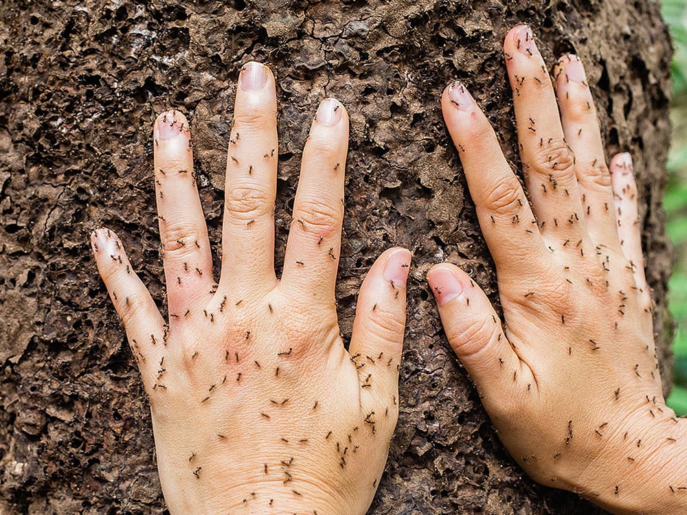 Due mani appoggiate su un tronco coperto di piccole formiche, a evidenziare la varietà di insetti dell'ecosistema amazzonico. Due mani appoggiate su un tronco coperto di piccole formiche, a evidenziare la varietà di insetti dell'ecosistema amazzonico.