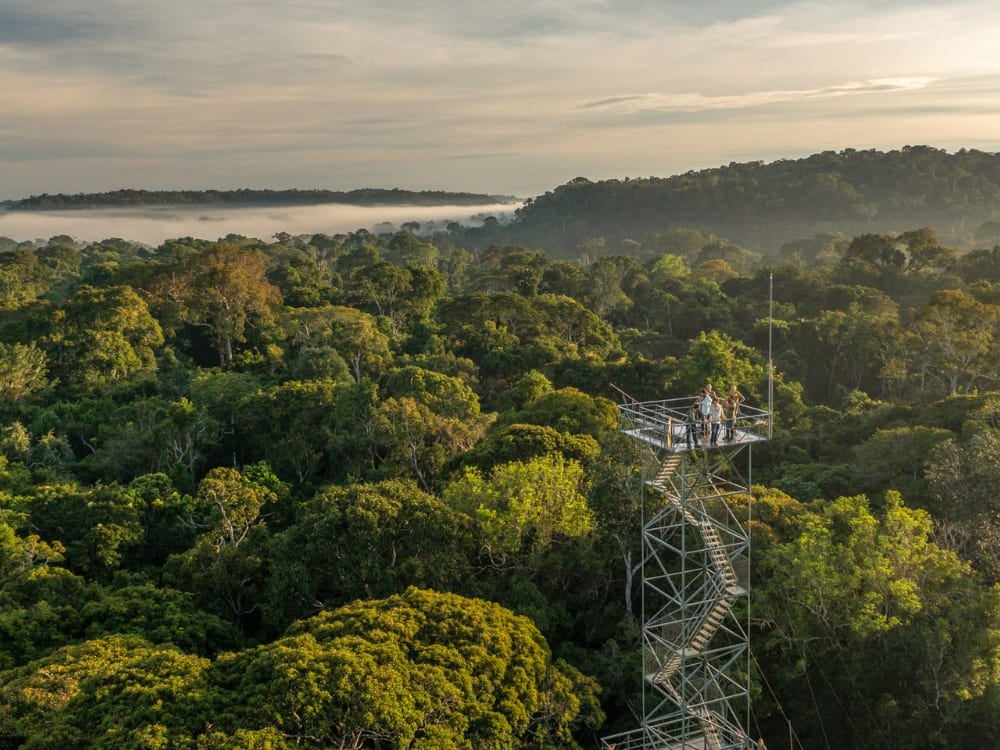 Un'alta torre di osservazione in metallo che si alza sopra la fitta volta verde della foresta amazzonica sotto un cielo nuvoloso. Un'alta torre di osservazione in metallo che si alza sopra la fitta volta verde della foresta amazzonica sotto un cielo nuvoloso.