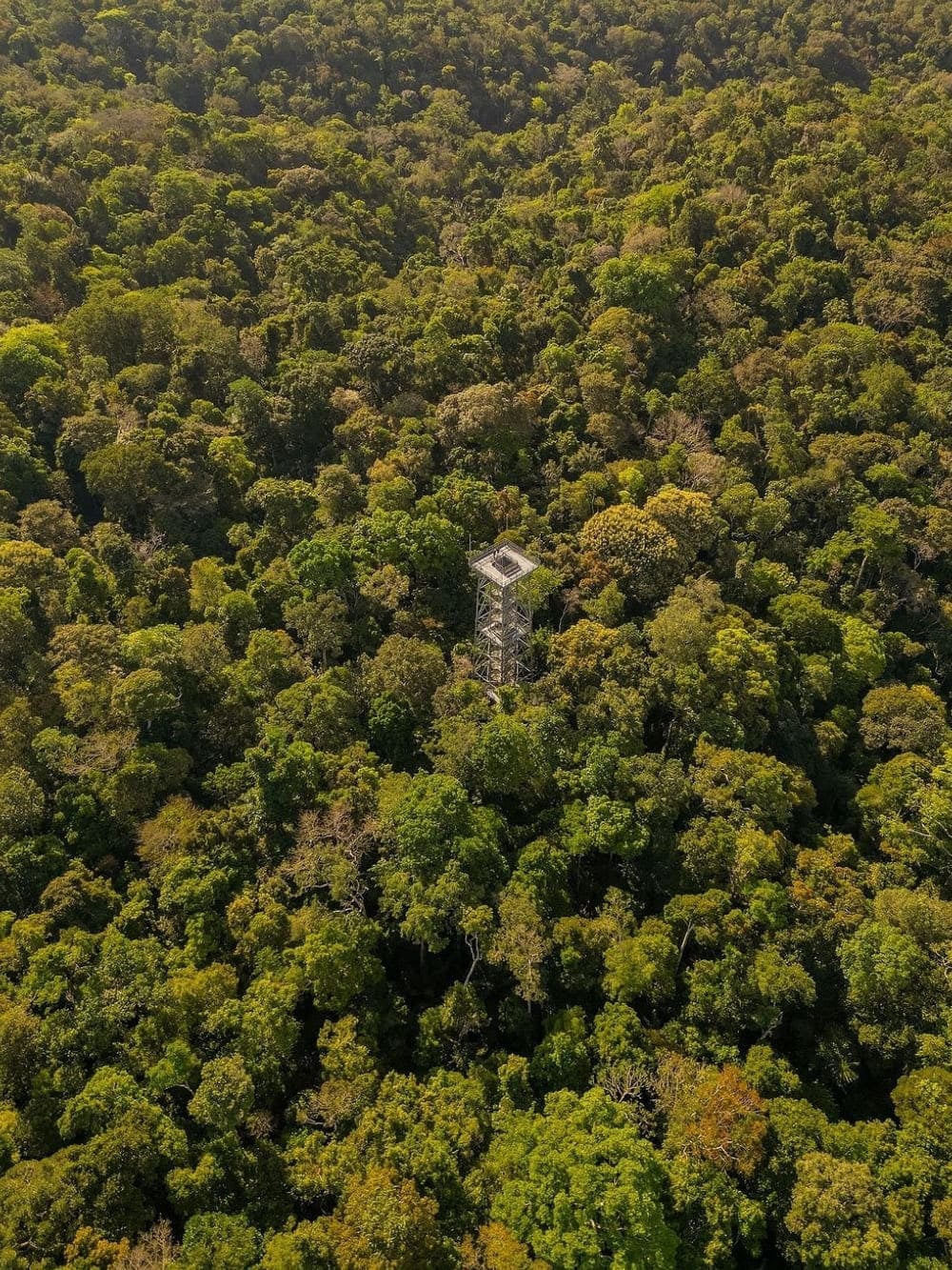 Alta torre di osservazione in metallo che supera la volta verde e fitta della foresta amazzonica, al MUSA. Alta torre di osservazione in metallo che supera la volta verde e fitta della foresta amazzonica, al MUSA.