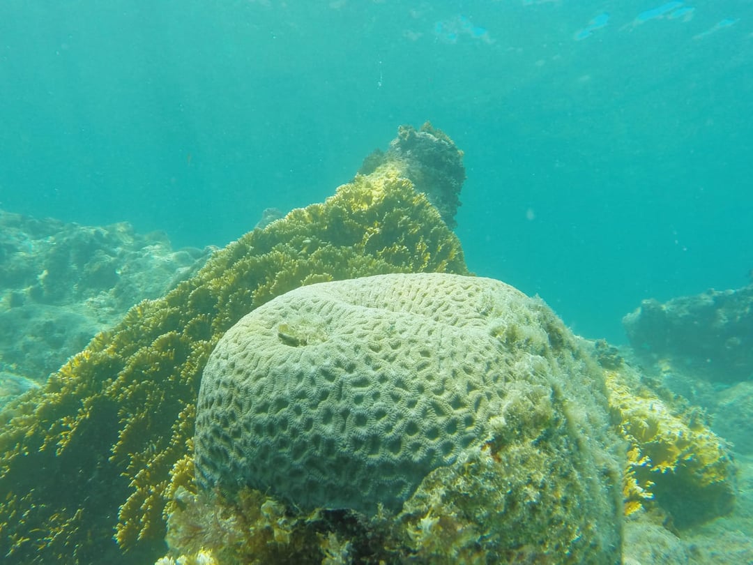Corallo cervello ad Abrolhos Corallo cervello ad Abrolhos