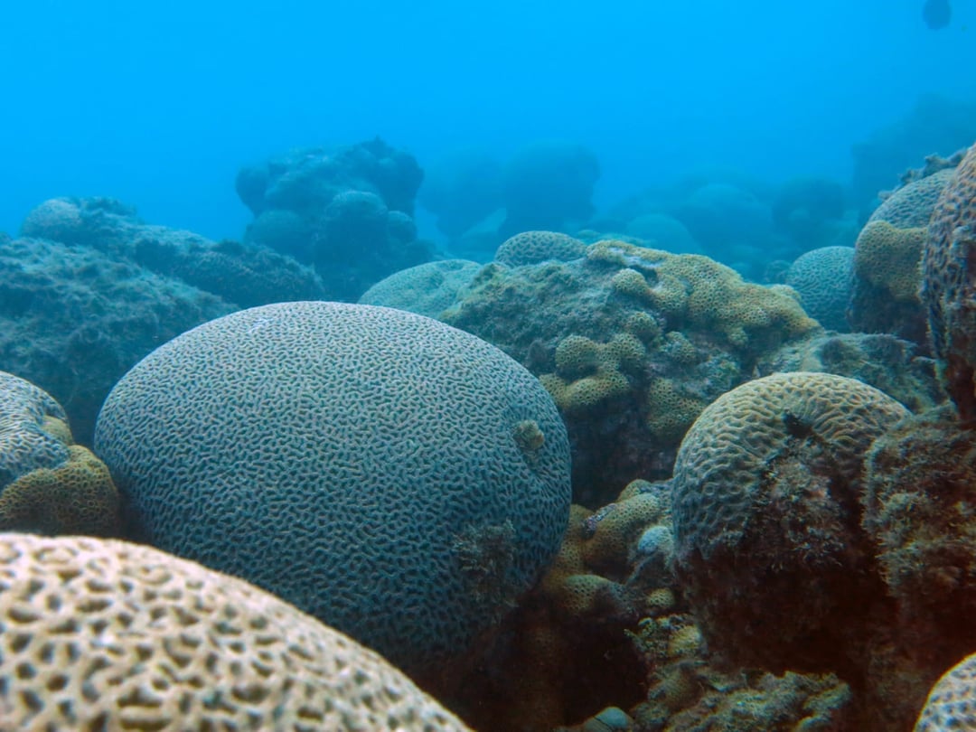 Chapeirões ad Abrolhos Chapeirões ad Abrolhos