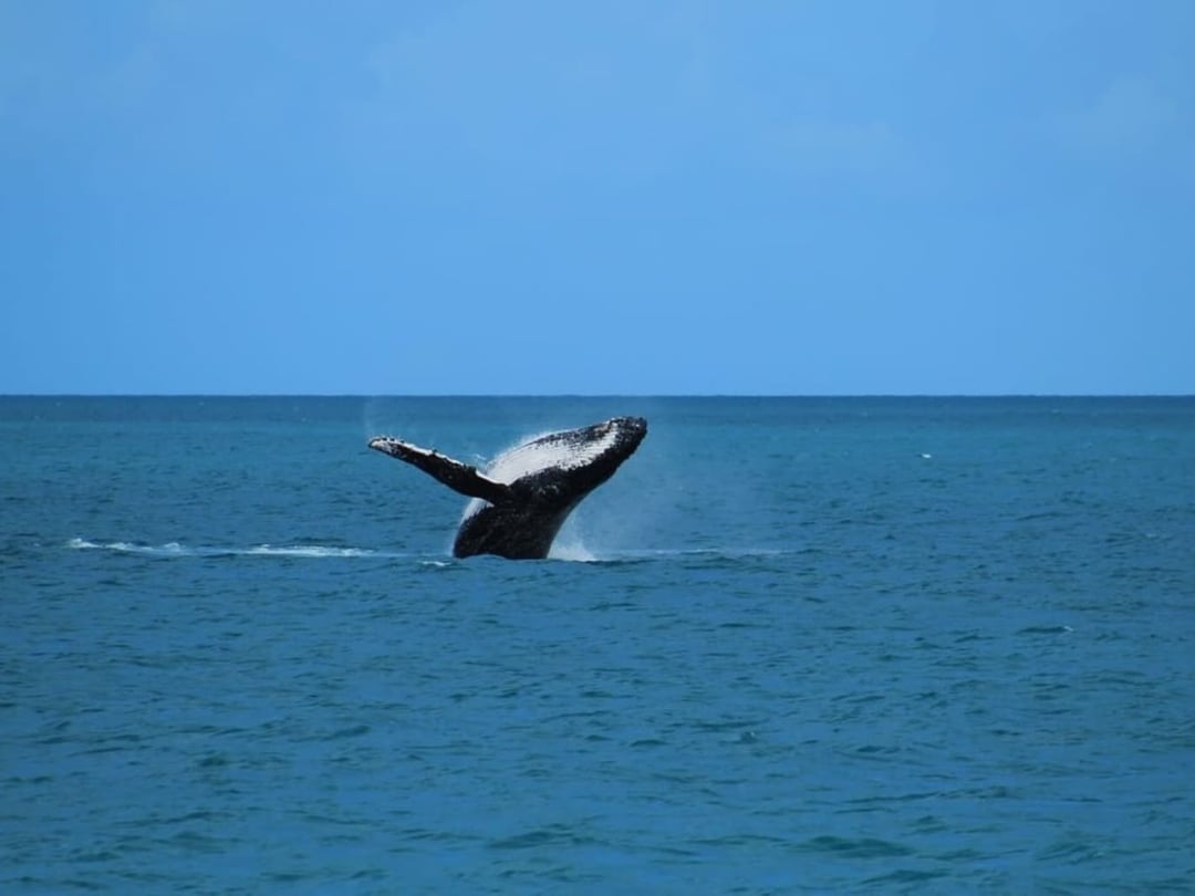 Megattere ad Abrolhos Megattere ad Abrolhos