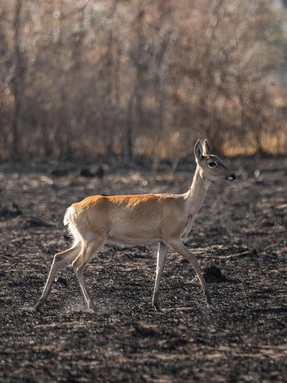Un cervo delle paludi che cammina su un campo annerito e bruciato dopo un incendio, nelle zone umide del Pantanal. Un cervo delle paludi che cammina su un campo annerito e bruciato dopo un incendio, nelle zone umide del Pantanal.