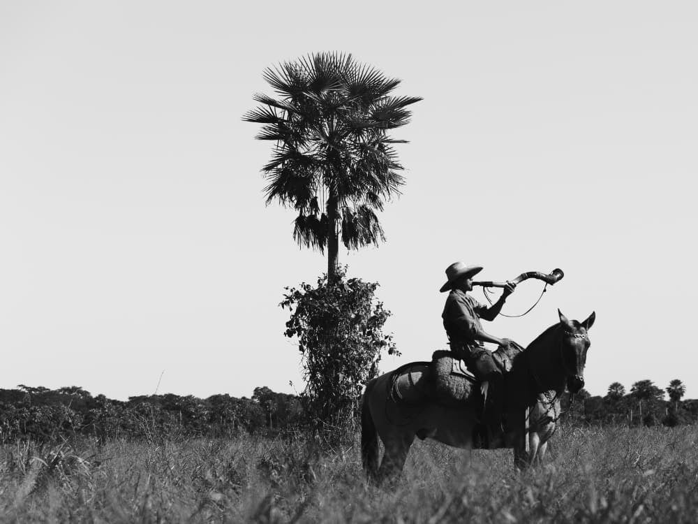 Foto in bianco e nero di un cowboy pantaneiro a cavallo che soffia in un corno per il bestiame, a illustrare le curiosità culturali del Pantanal. Foto in bianco e nero di un cowboy pantaneiro a cavallo che soffia in un corno per il bestiame, a illustrare le curiosità culturali del Pantanal.