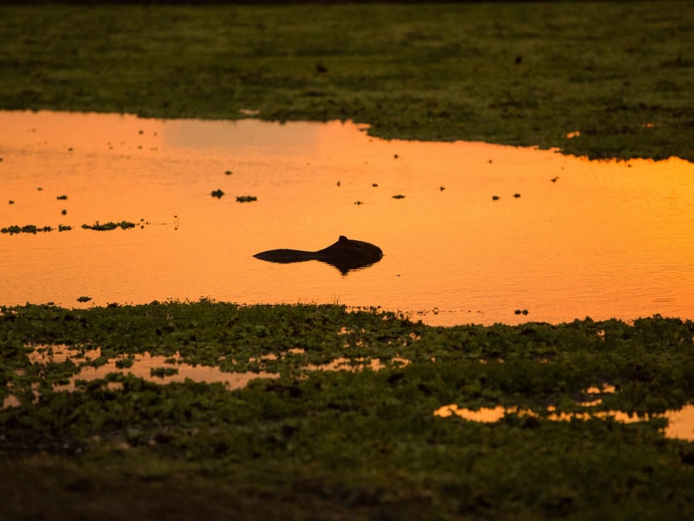 Un capibara che nuota in un fiume illuminato dalla luce dorata del crepuscolo, una scena della vita acquatica del Pantanal. Un capibara che nuota in un fiume illuminato dalla luce dorata del crepuscolo, una scena della vita acquatica del Pantanal.
