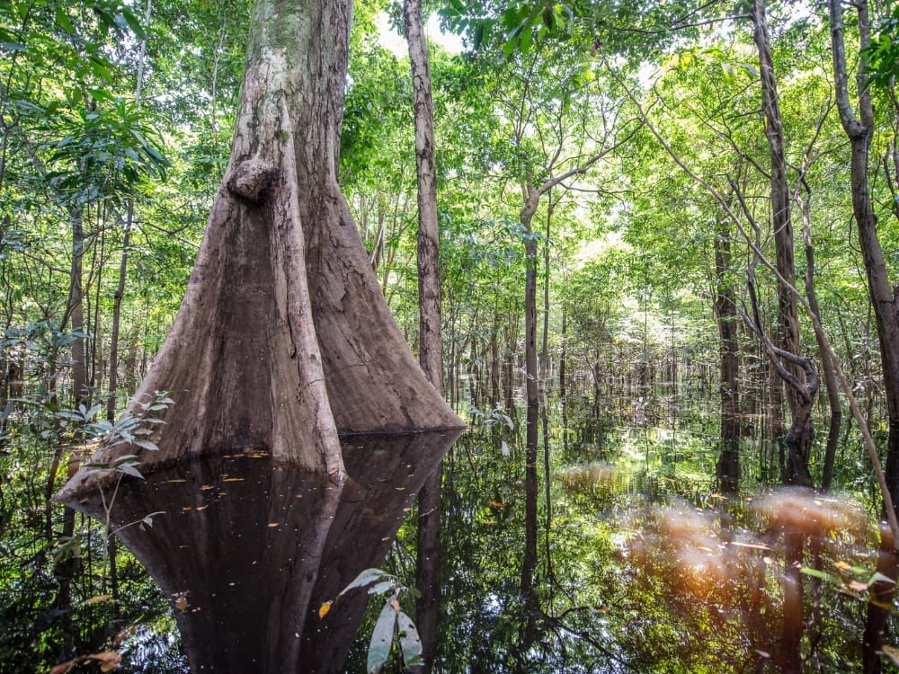 Grande albero di samauma con le radici a contrafforte sommerse nelle acque scure della foresta amazzonica allagata. Grande albero di samauma con le radici a contrafforte sommerse nelle acque scure della foresta amazzonica allagata.