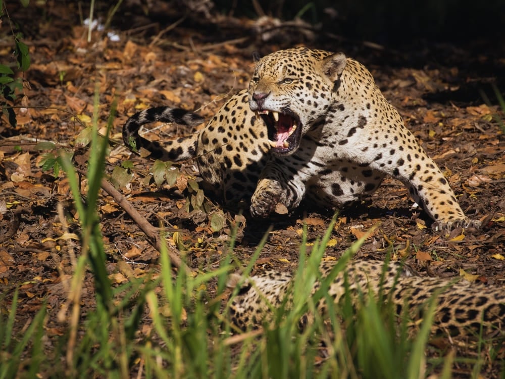 Primo piano di un giaguaro che ringhia in natura. L'alta densità di fauna rende il safari nel Pantanal nord la scelta migliore per i fotografi. Primo piano di un giaguaro che ringhia in natura. L'alta densità di fauna rende il safari nel Pantanal nord la scelta migliore per i fotografi.